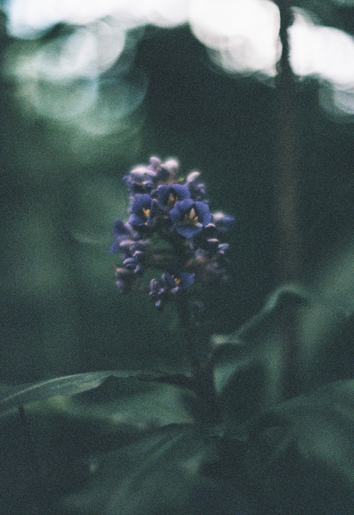 Roll 01 · Tokyo, frame 7