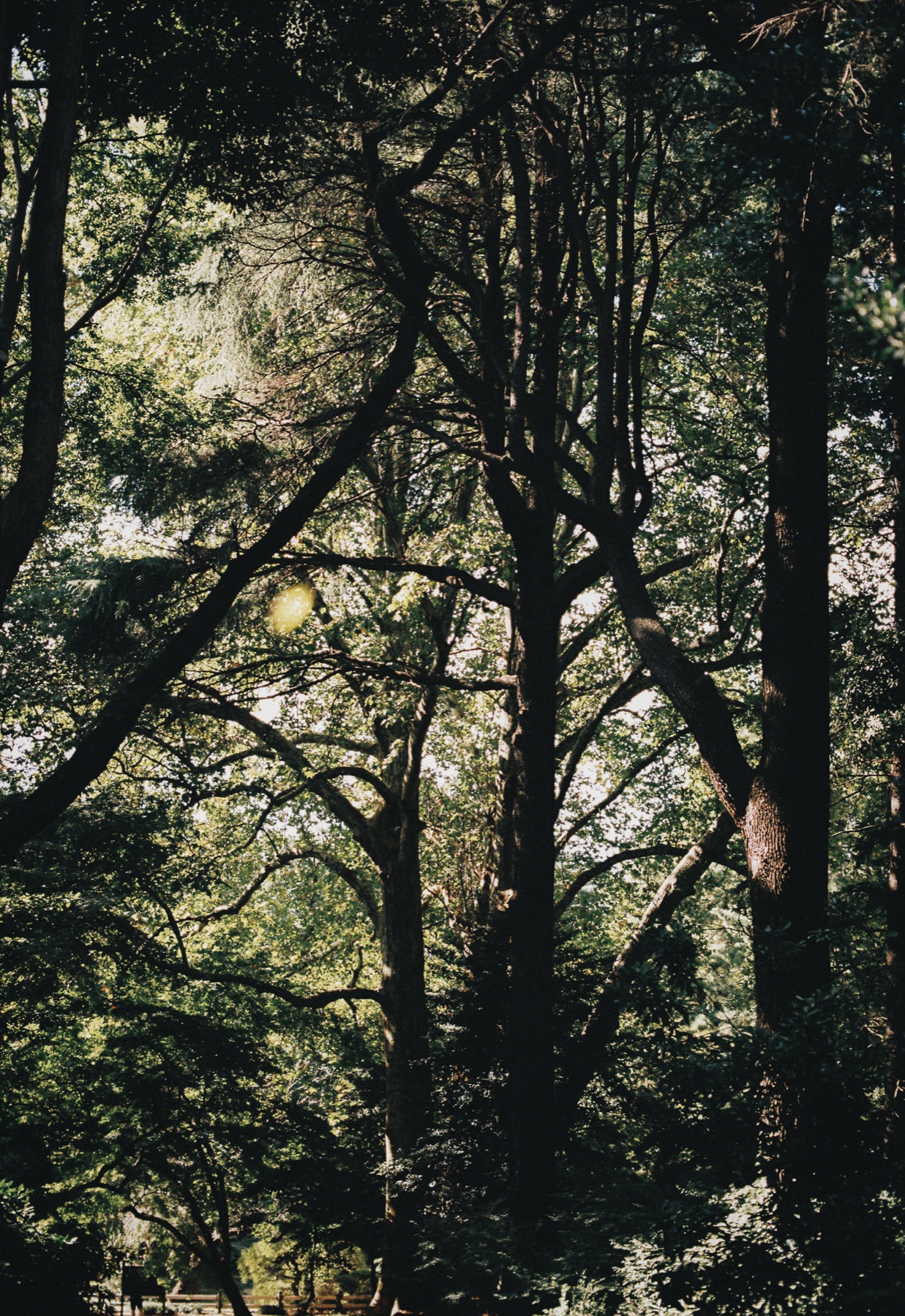 Roll 01 · Tokyo, frame 16