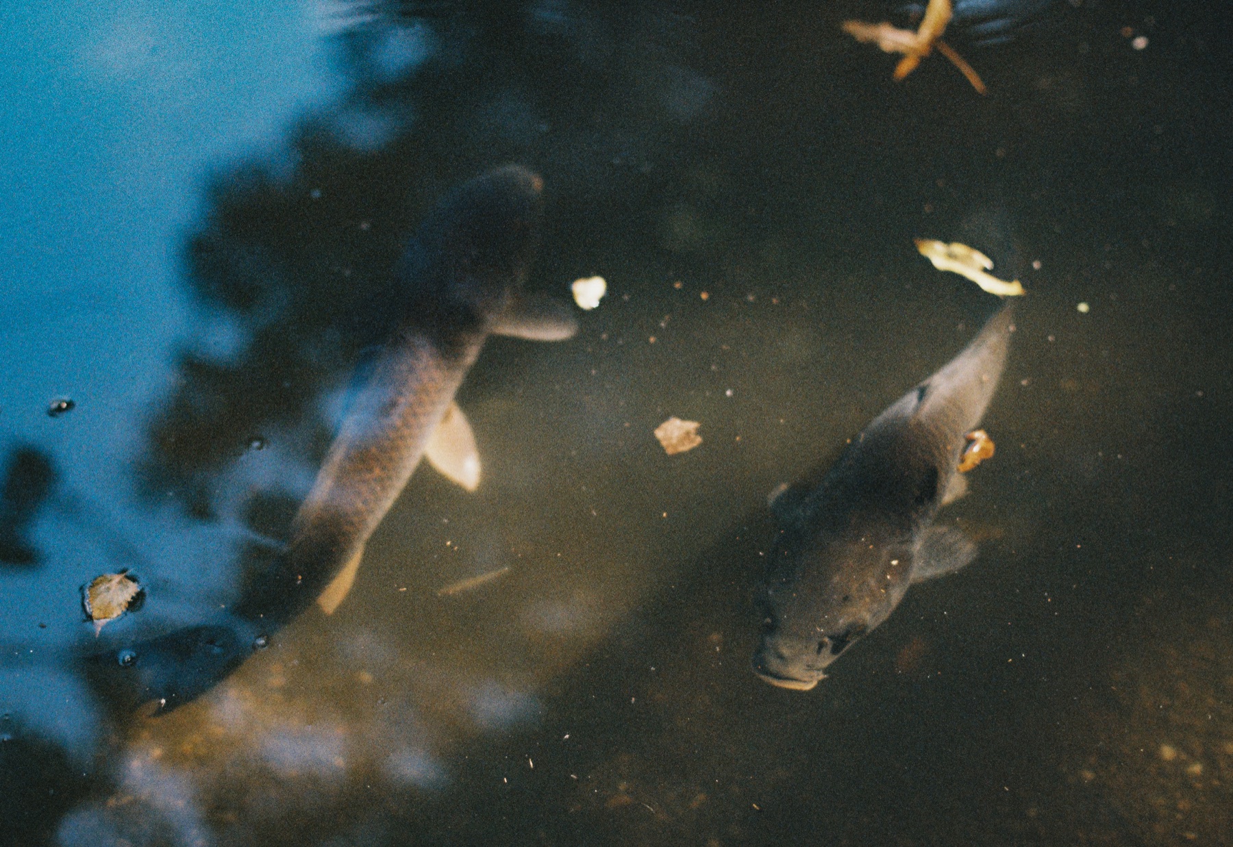 Roll 01 · Tokyo, frame 21