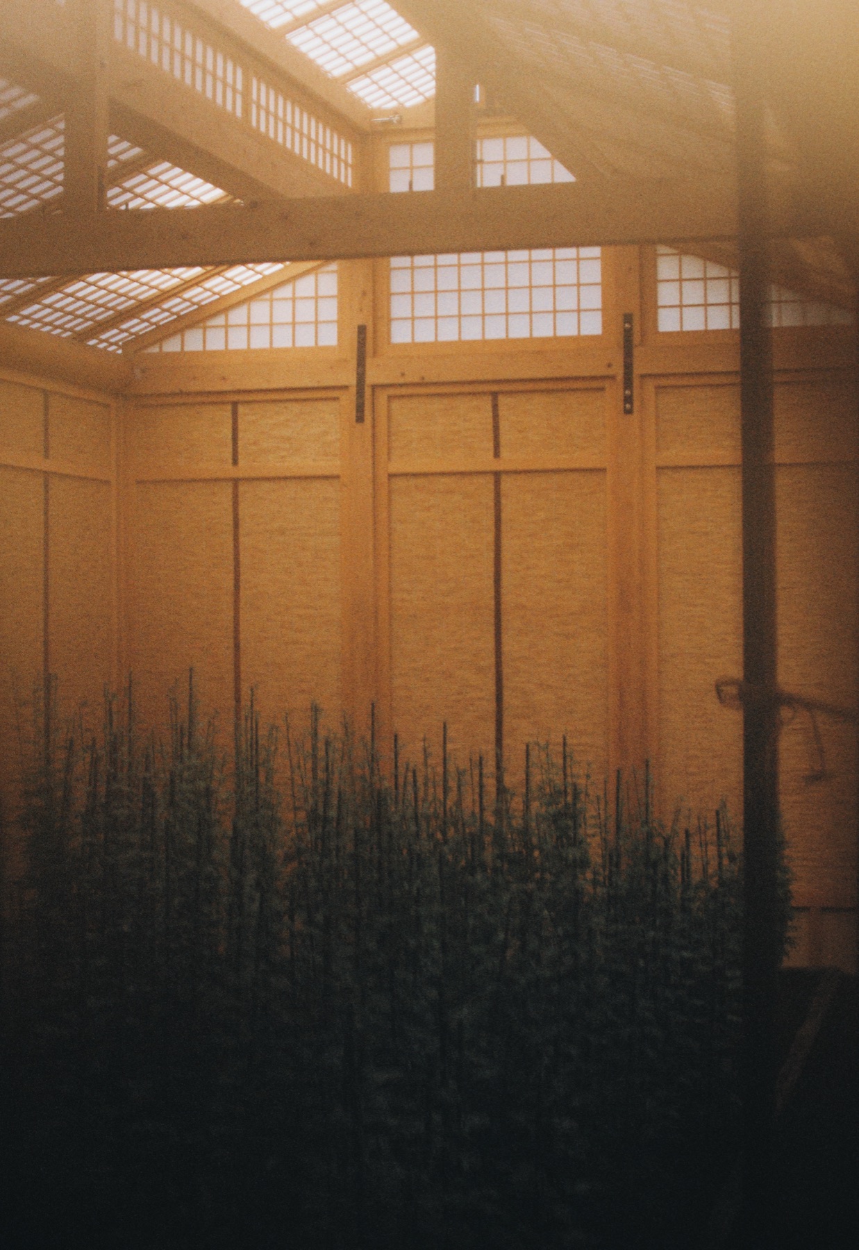 Roll 01 · Tokyo, frame 24