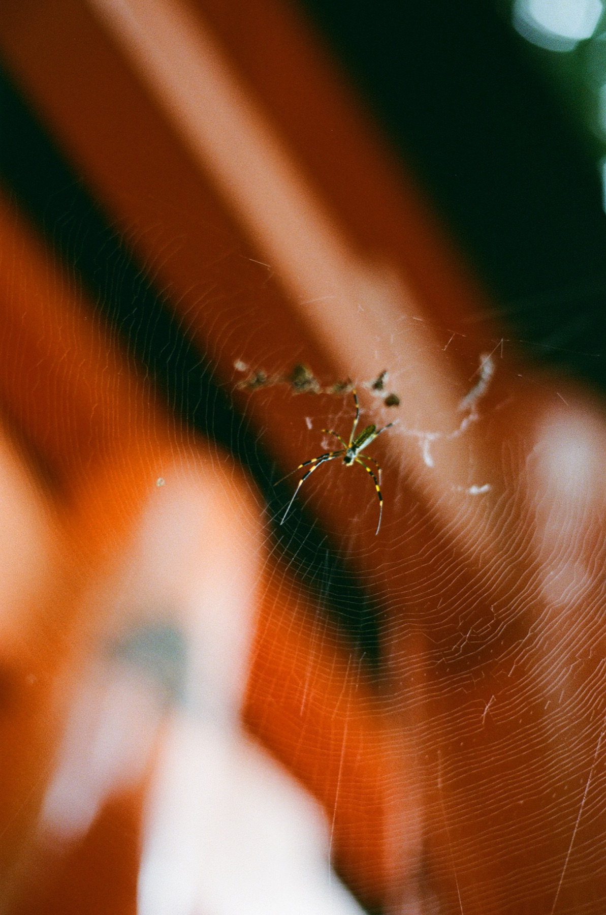 Roll 06 · Kyoto, frame 9