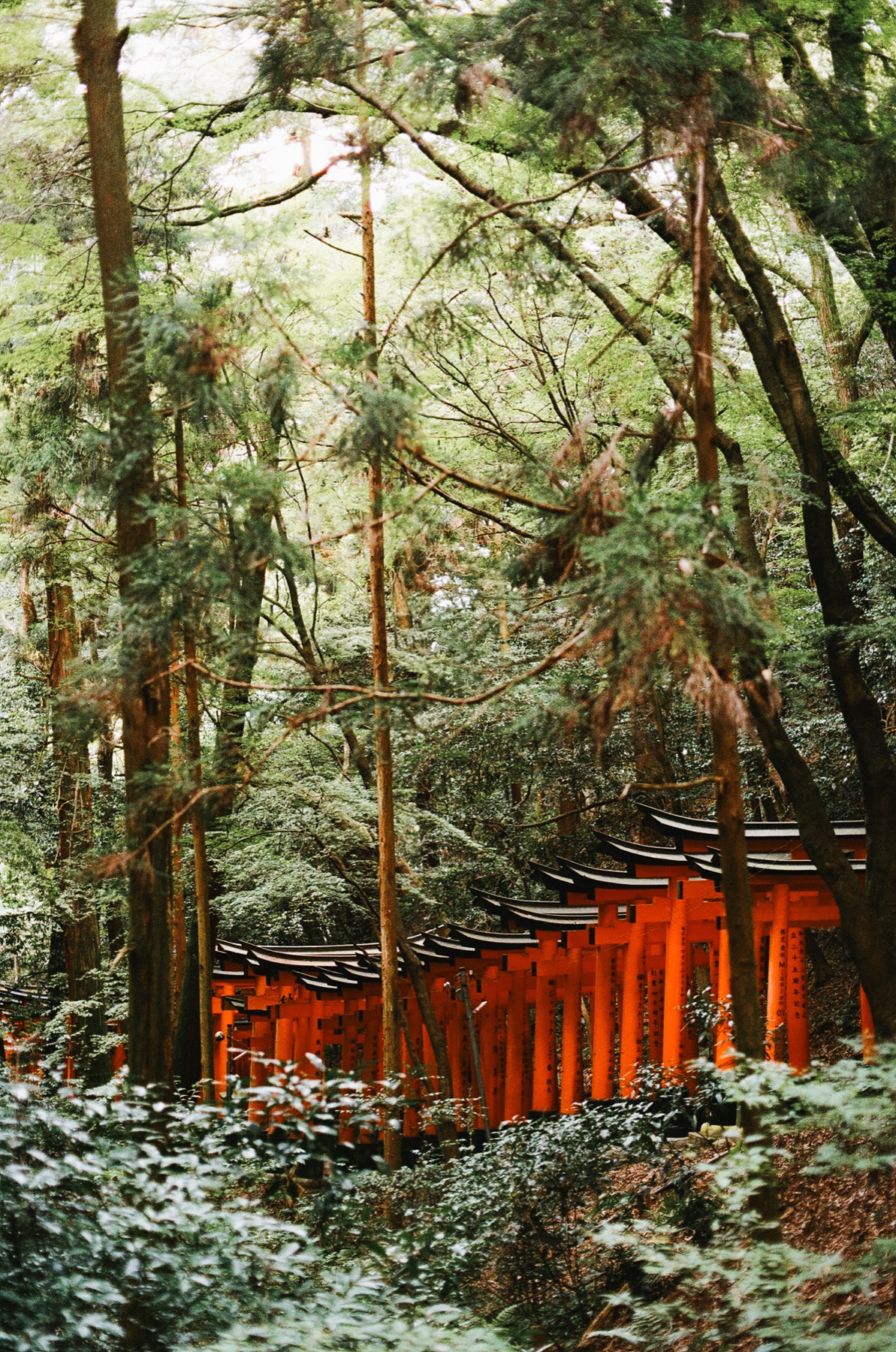 Roll 06 · Kyoto, frame 12