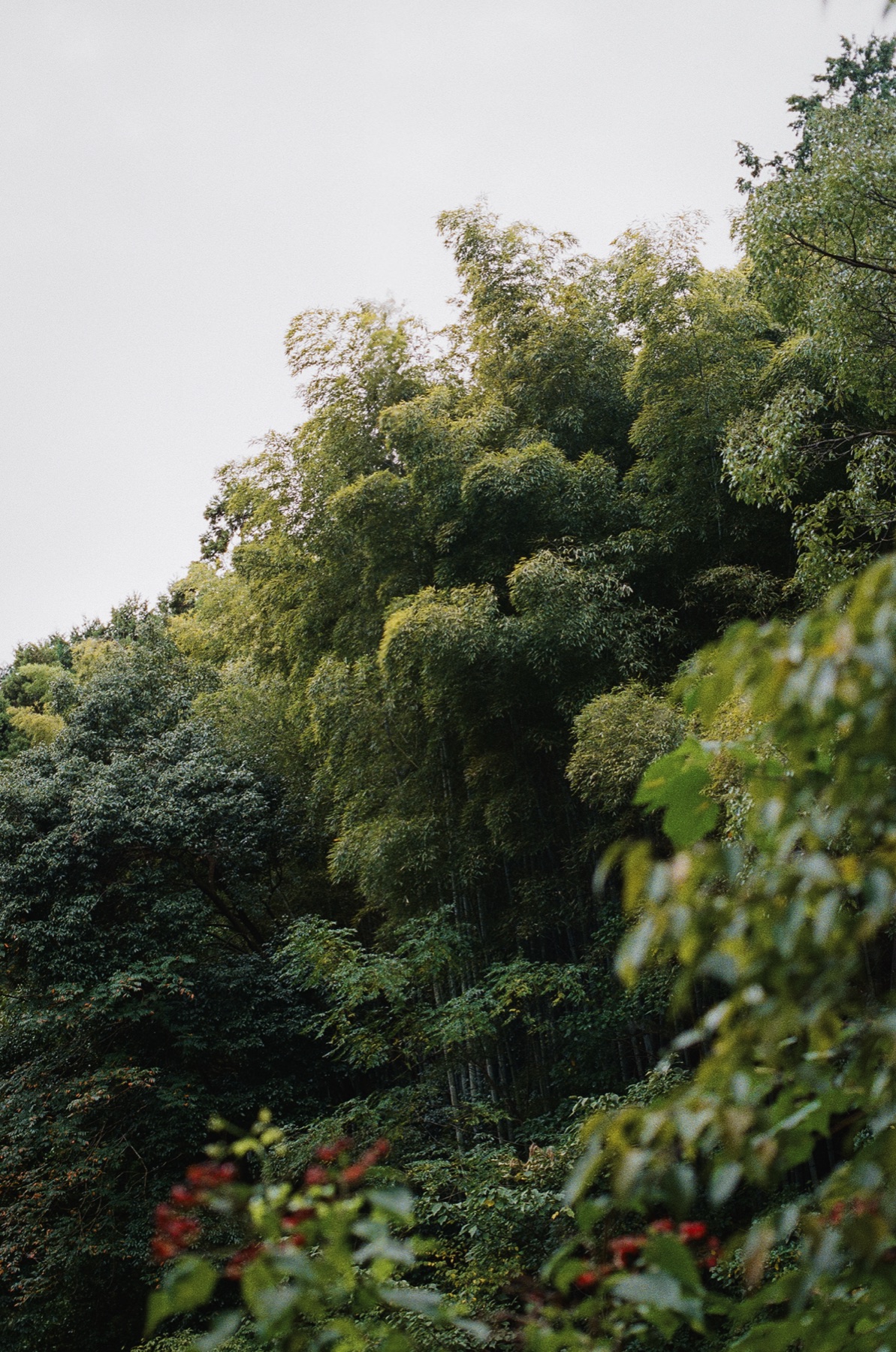 Roll 06 · Kyoto, frame 20