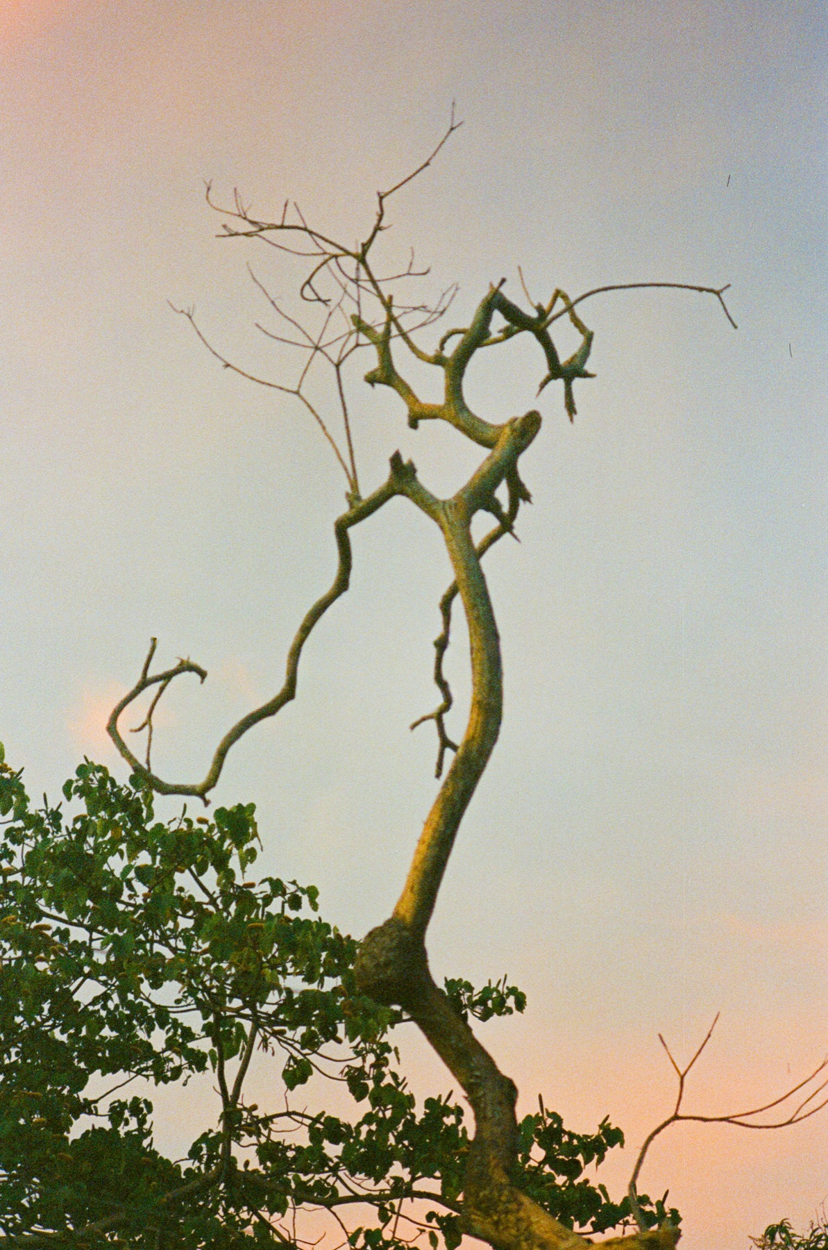 Roll 11 · Nosara, Costa Rica, frame 24