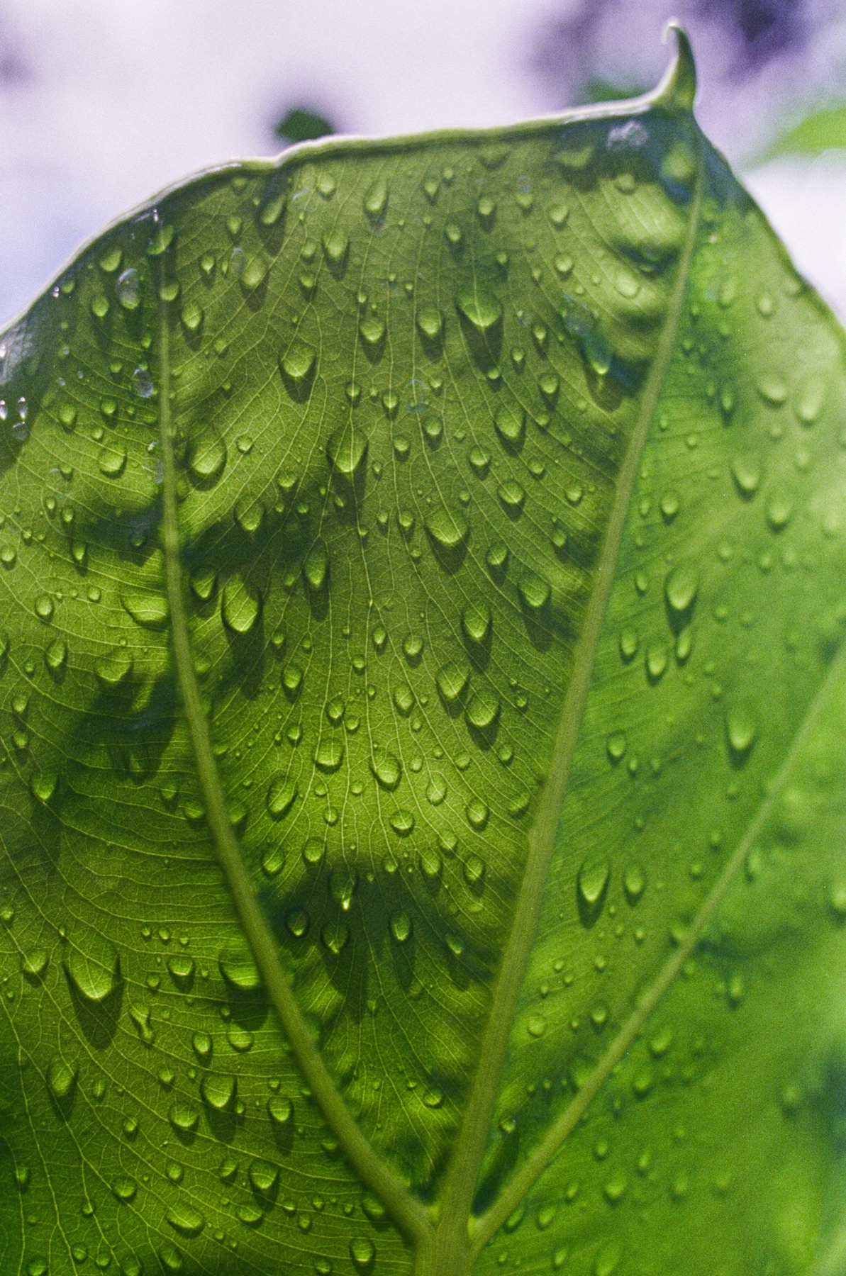 Roll 12 · Alajuela Province, Costa Rica, frame 2