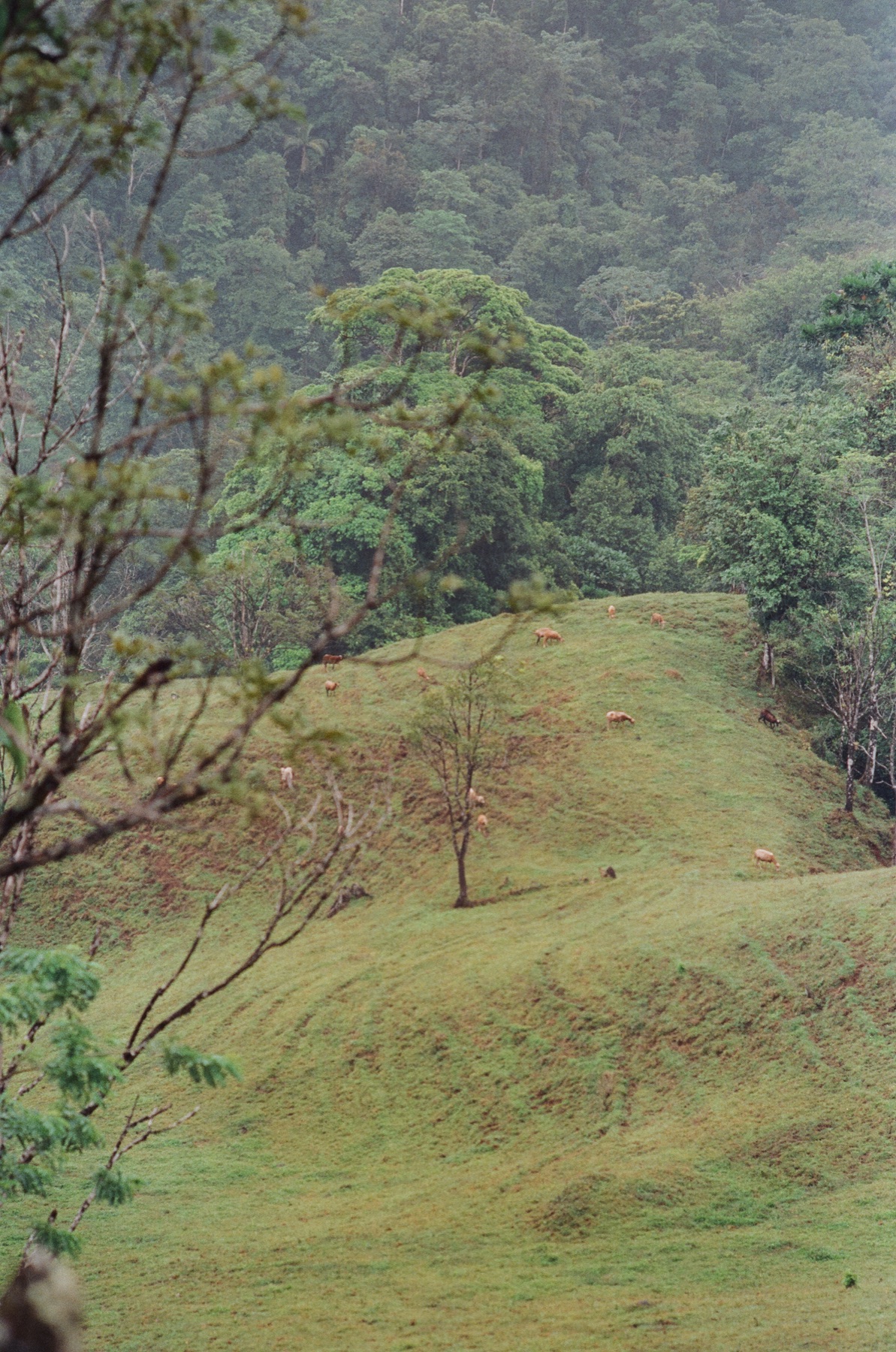 Roll 12 · Alajuela Province, Costa Rica, frame 24
