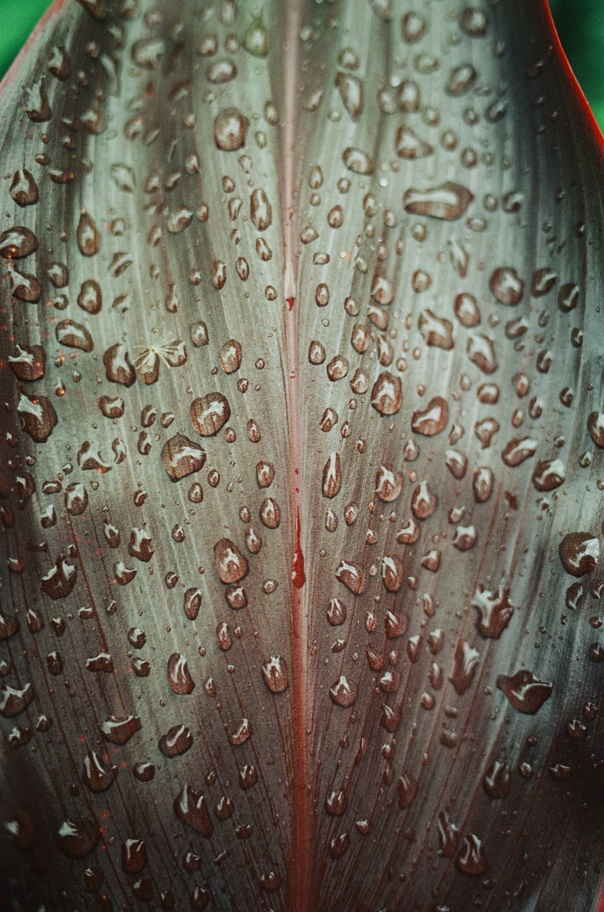 Roll 12 · Alajuela Province, Costa Rica, frame 29
