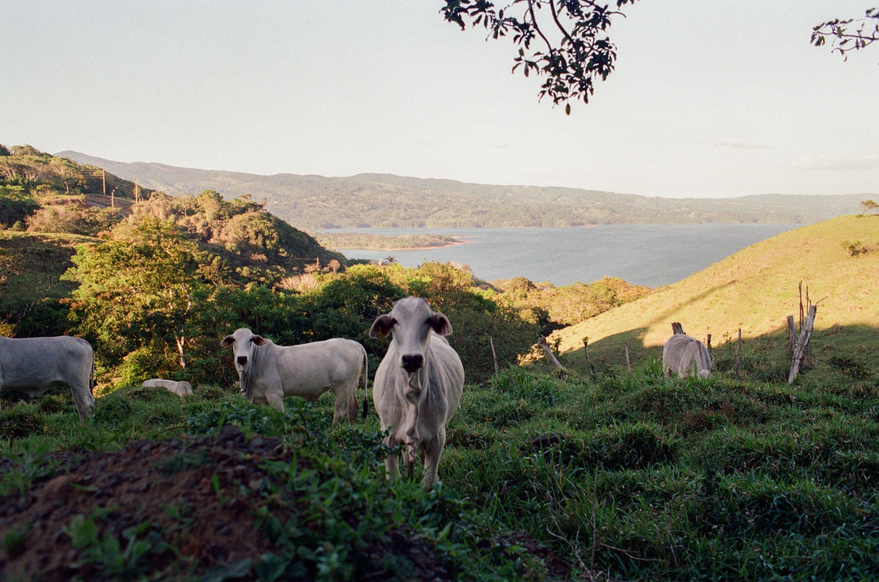 Roll 12 · Alajuela Province, Costa Rica, frame 32