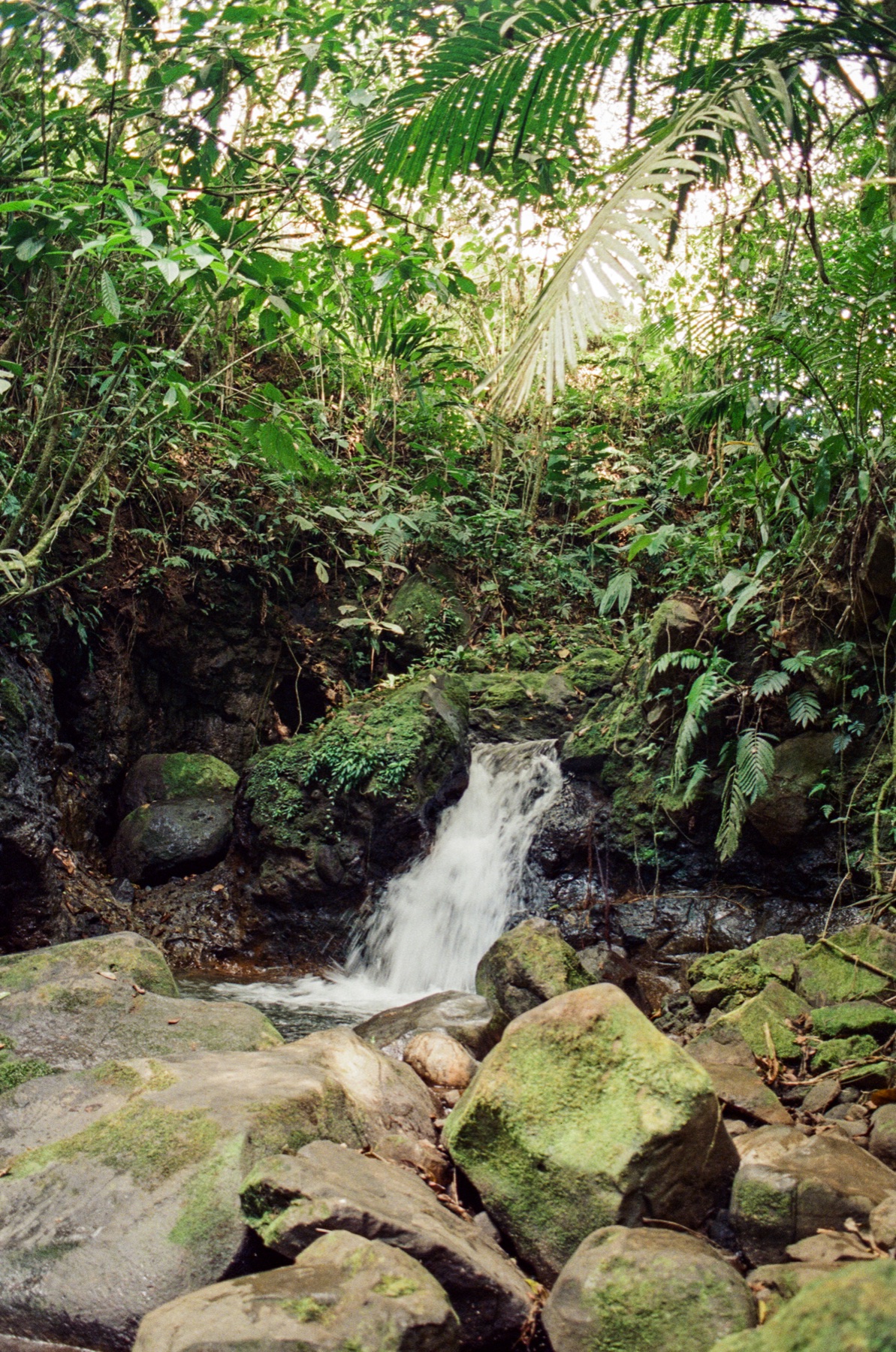 Roll 13 · Deep in the Jungle, Costa Rica, frame 7