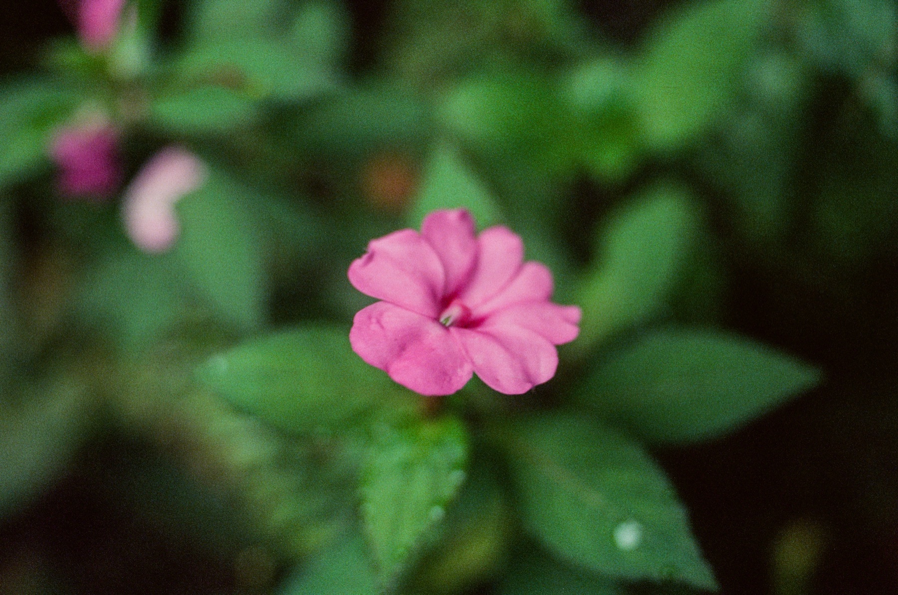 Roll 13 · Deep in the Jungle, Costa Rica, frame 12