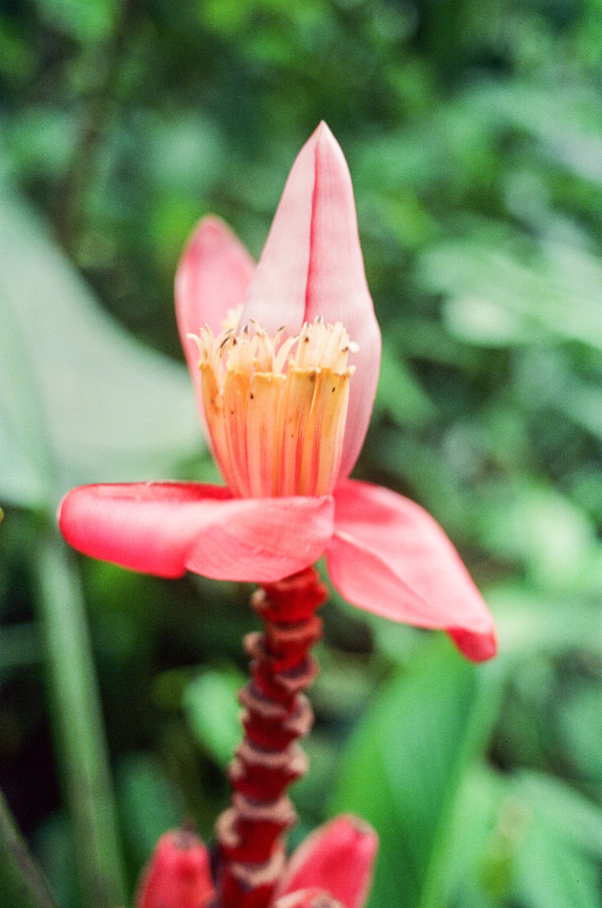 Roll 13 · Deep in the Jungle, Costa Rica, frame 23