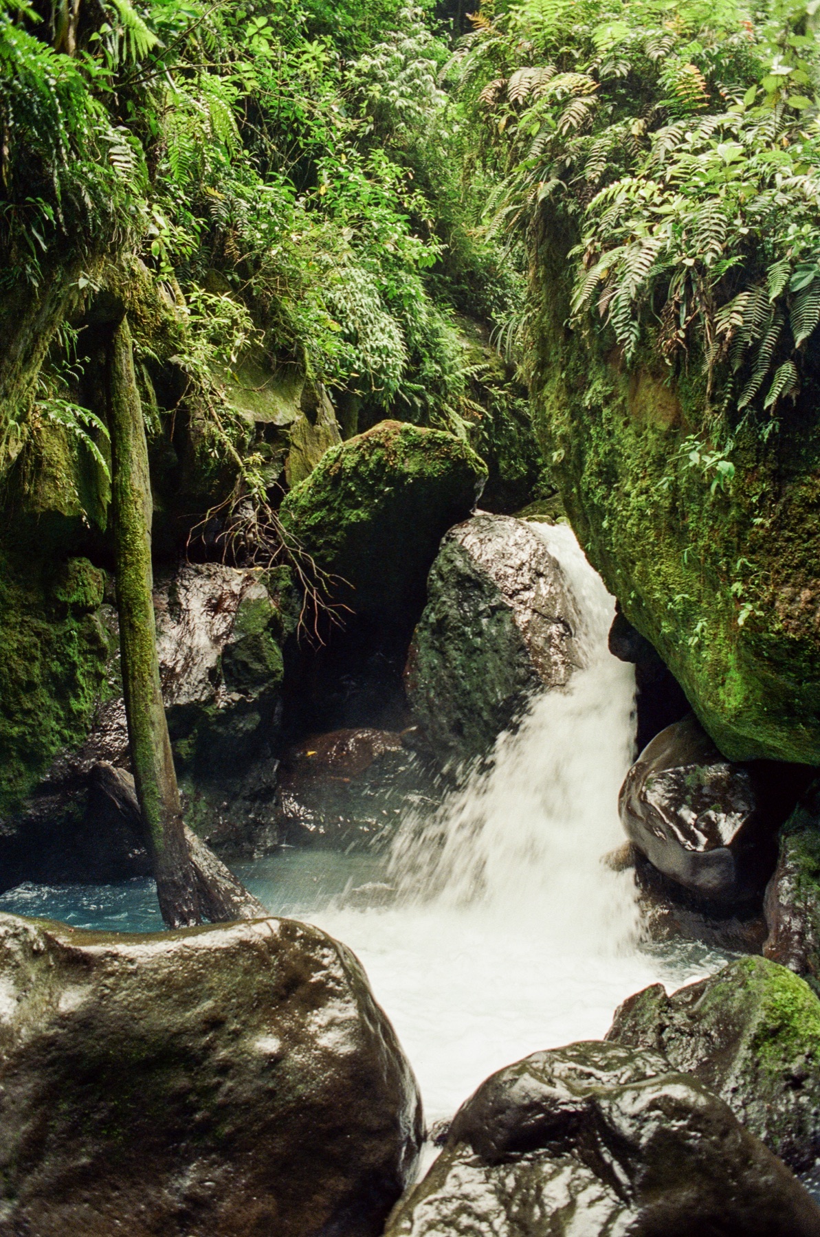 Roll 13 · Deep in the Jungle, Costa Rica, frame 26
